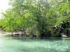 mangrovea